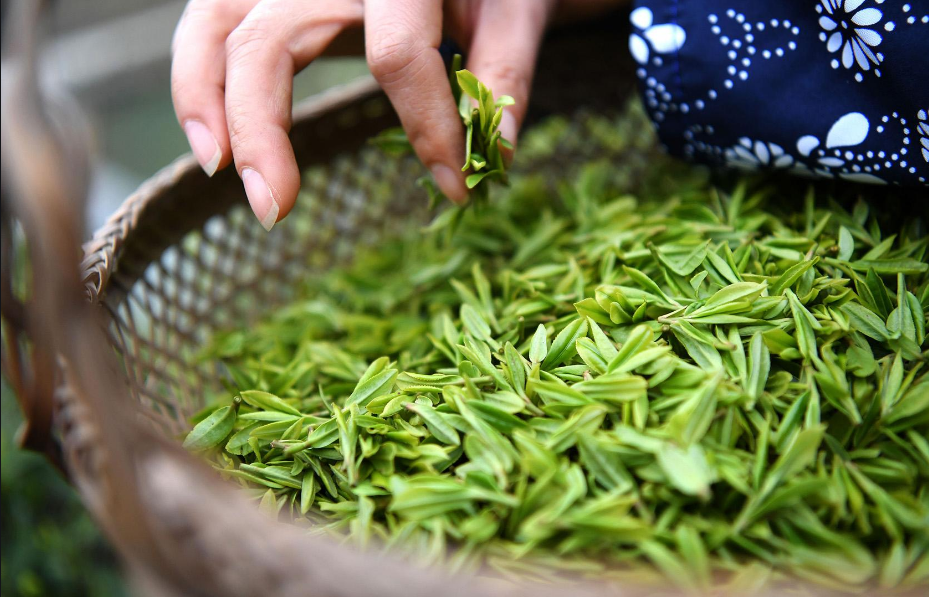 茶叶商标转让需要采取哪些流程？