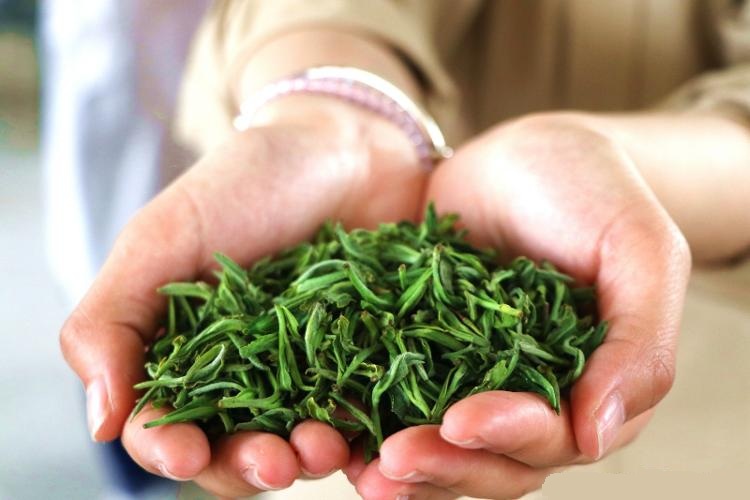 春茶以前一公斤卖不到1000元，现在至少4000元！